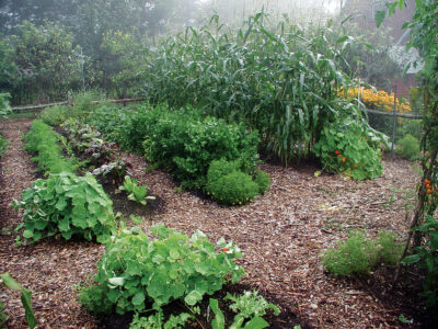 4 Rules for Weedless Gardening Image